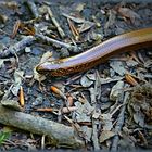 Blindschleiche (Anguis fragilis)