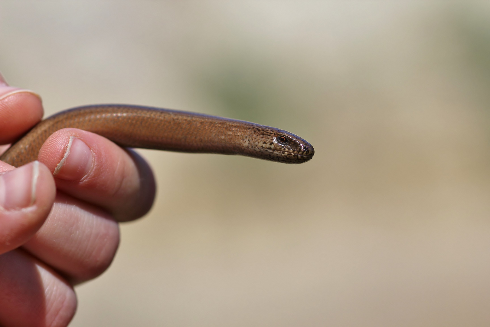 Blindschleiche (Anguis fragilis)