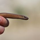 Blindschleiche (Anguis fragilis)