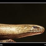 Blindschleiche - Anguis fragilis