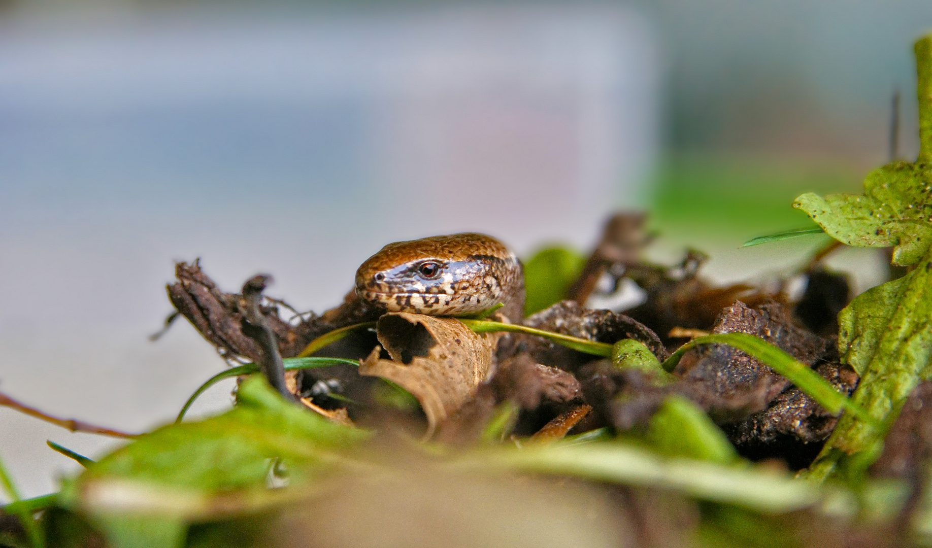 Blindschleiche (Anguis fragilis)