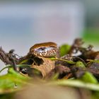 Blindschleiche (Anguis fragilis)