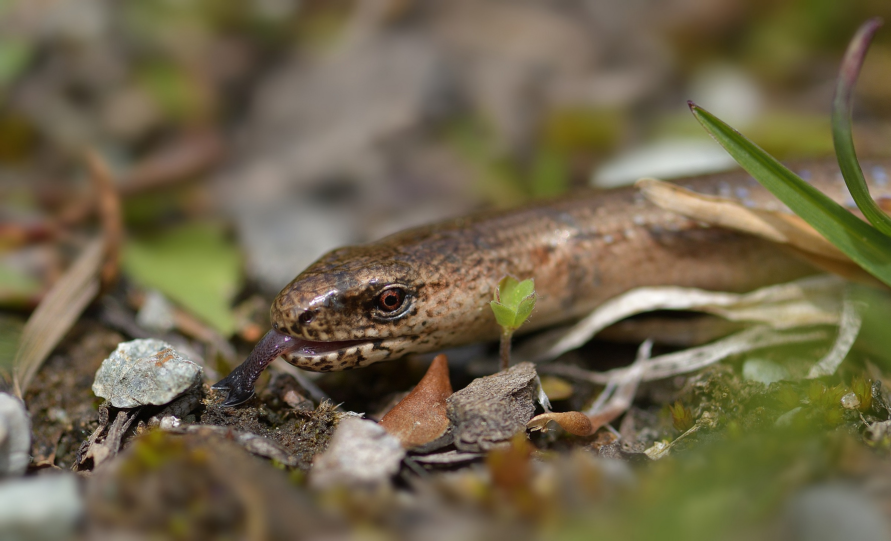 Blindschleiche (Anguis fragilis)