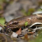 Blindschleiche (Anguis fragilis)