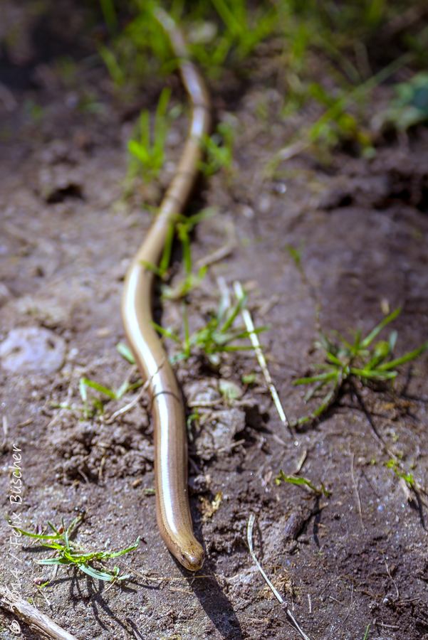 Blindschleiche (Anguis fragilis)