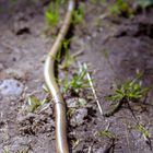 Blindschleiche (Anguis fragilis)