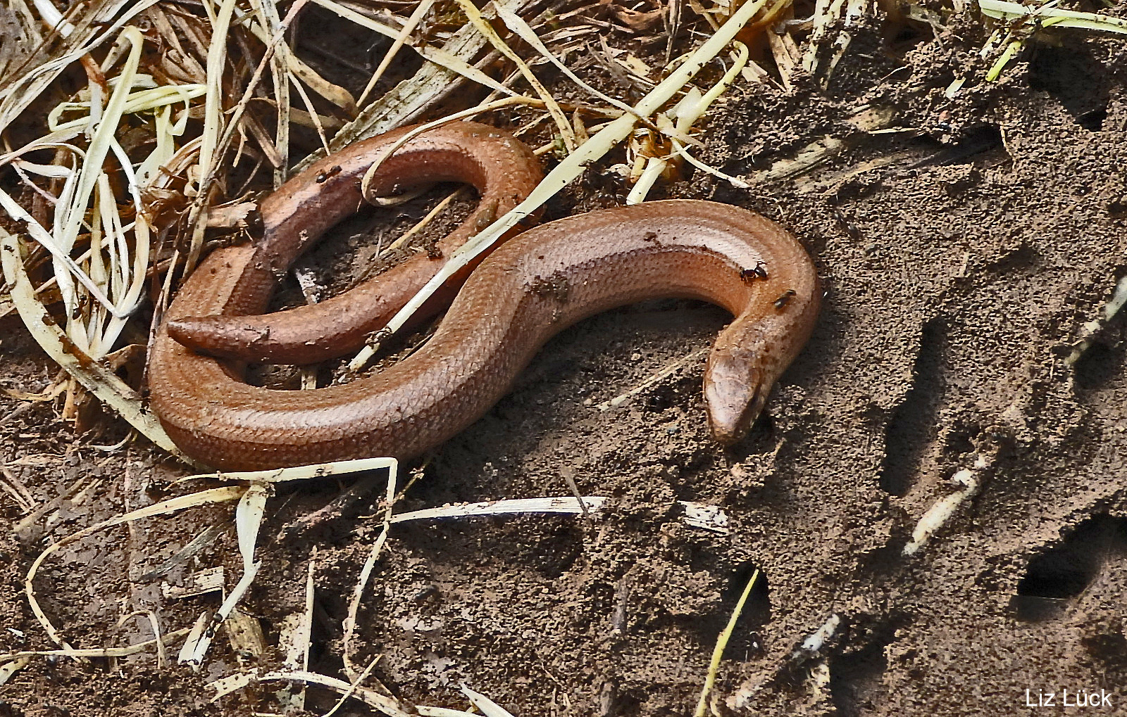 Blindschleiche (Anguis fragilis)