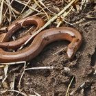 Blindschleiche (Anguis fragilis)