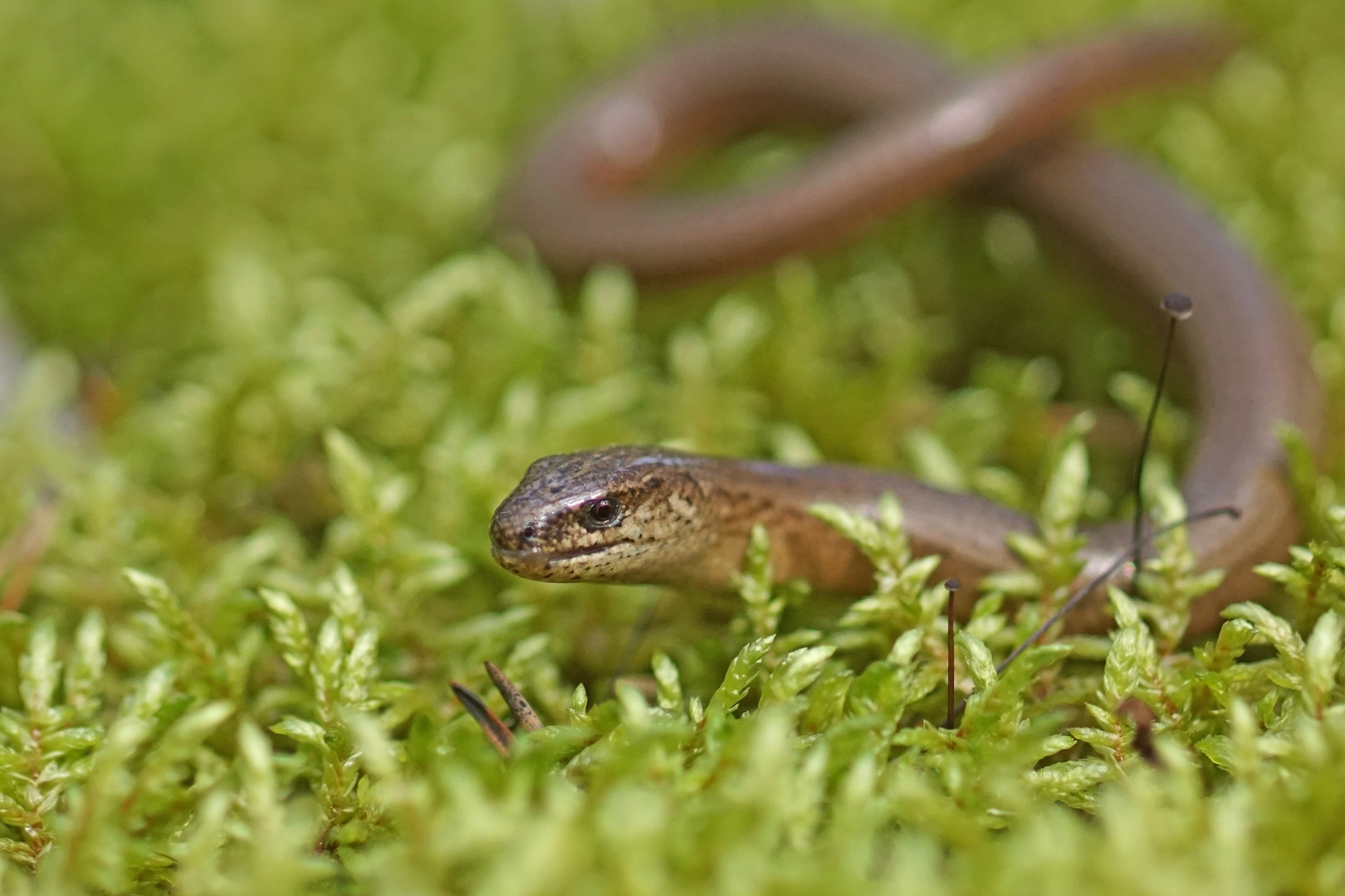 Blindschleiche (Anguis fragilis)