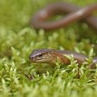 Blindschleiche (Anguis fragilis)