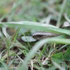 Blindschleiche (Anguis fragilis)