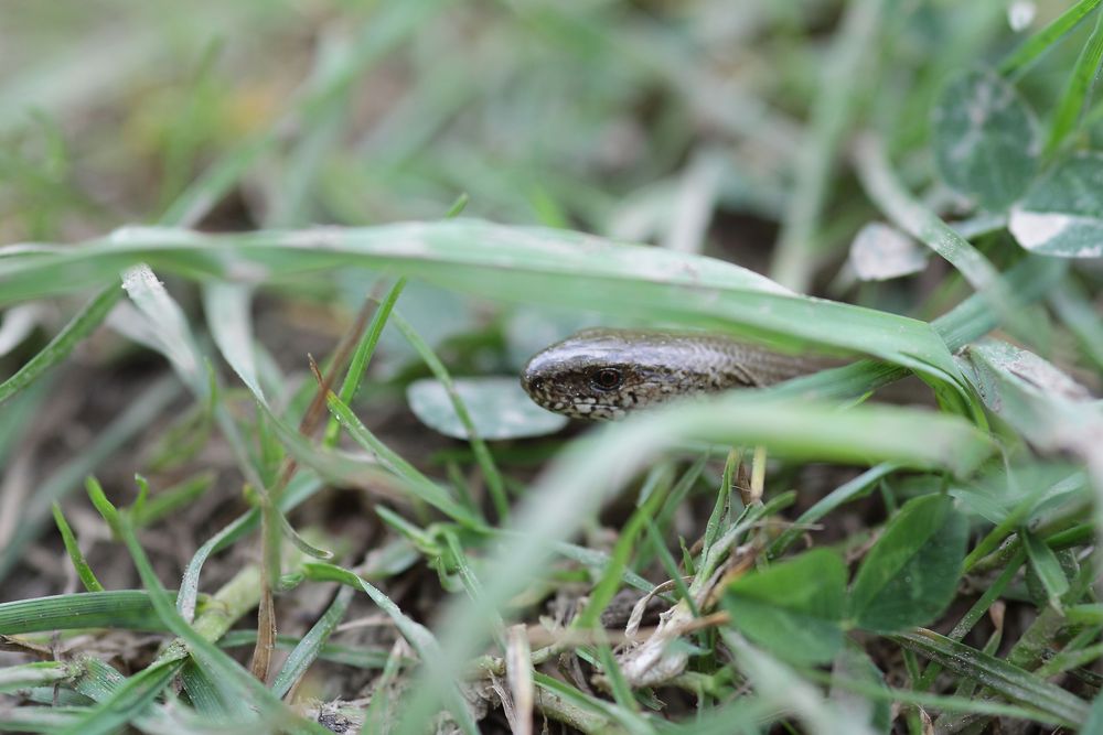 Blindschleiche (Anguis fragilis)