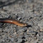 Blindschleiche (Anguis fragilis)