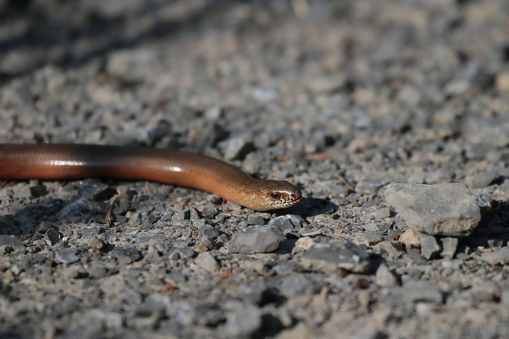 Blindschleiche (Anguis fragilis)