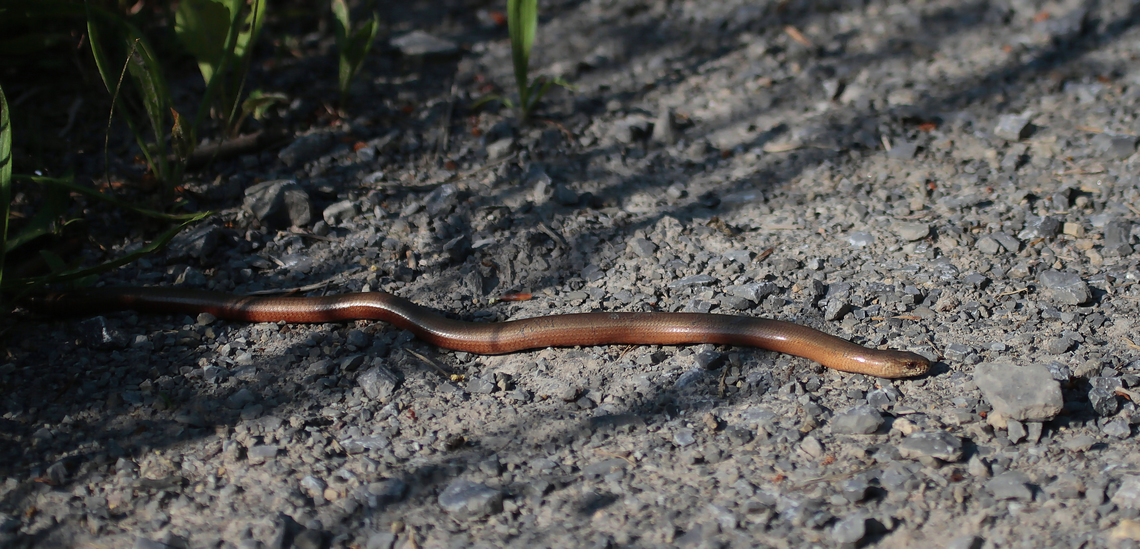 Blindschleiche (Anguis fragilis) II