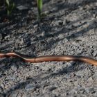 Blindschleiche (Anguis fragilis) II