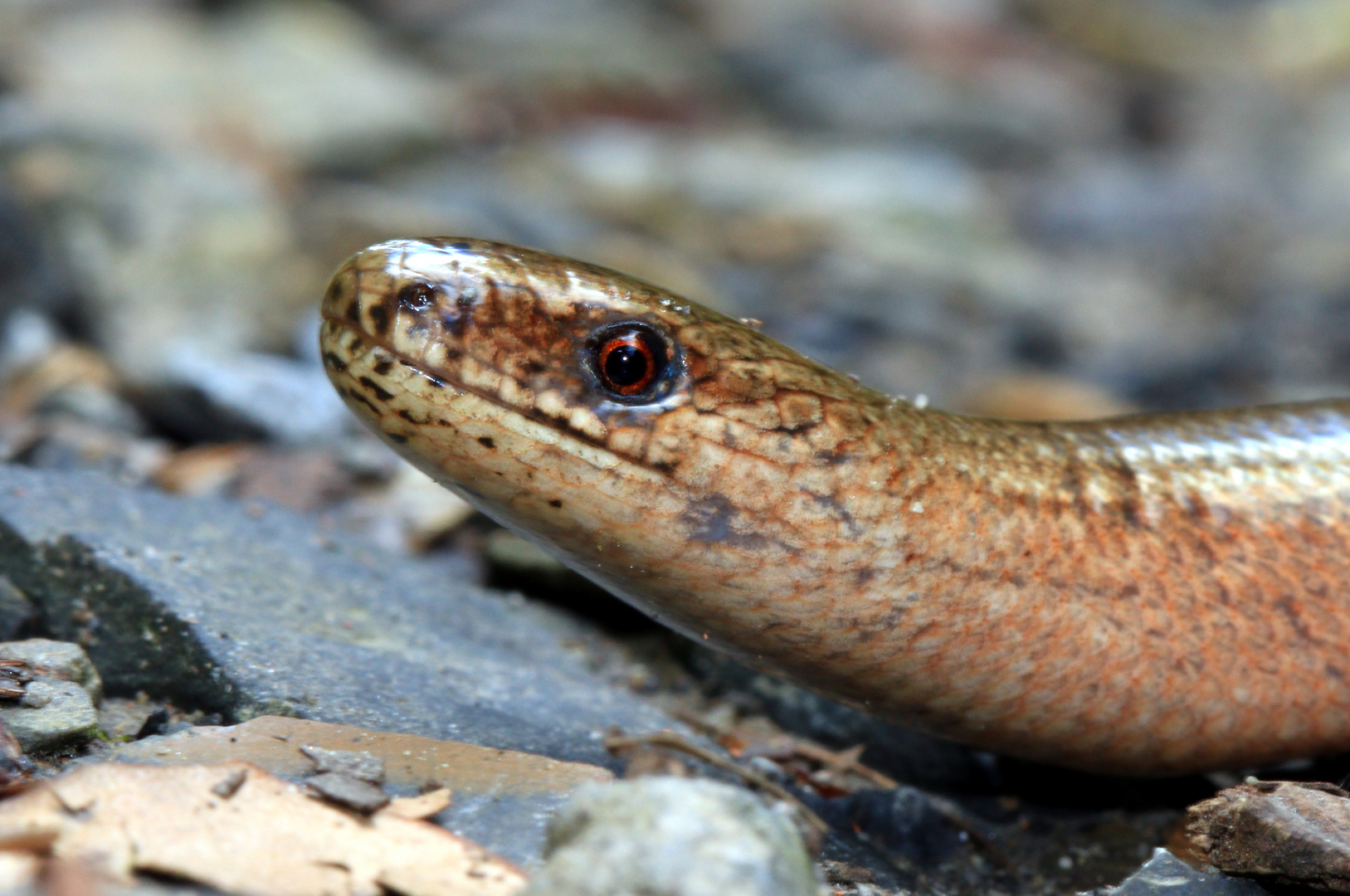 Blindschleiche, Anguis fragilis, Reptil des Jahres 2017