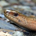 Blindschleiche, Anguis fragilis, Reptil des Jahres 2017