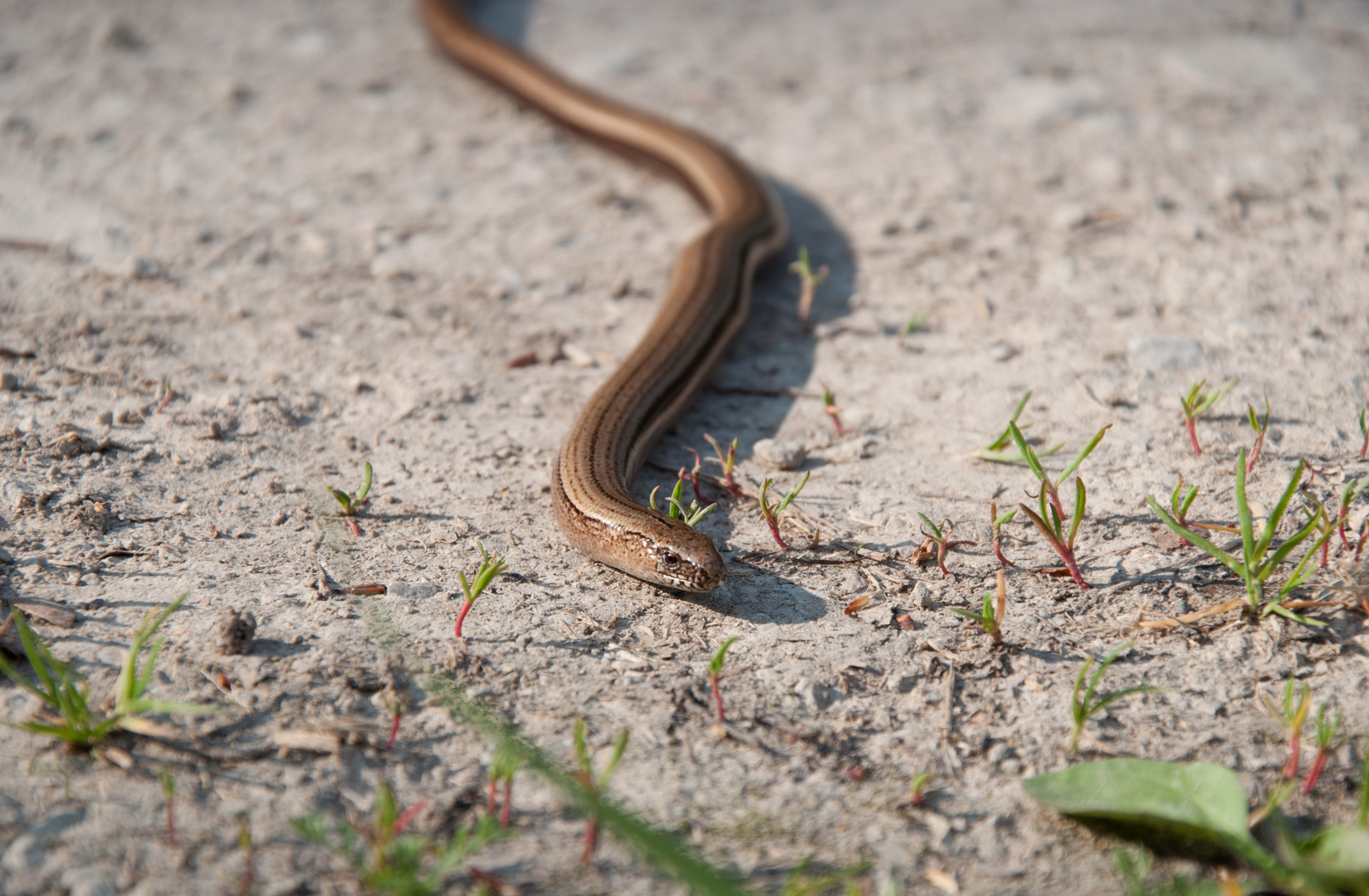 Blindschleiche auf dem Feldweg