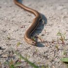 Blindschleiche auf dem Feldweg