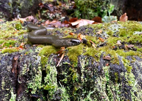 Blindschleiche auf Totholz