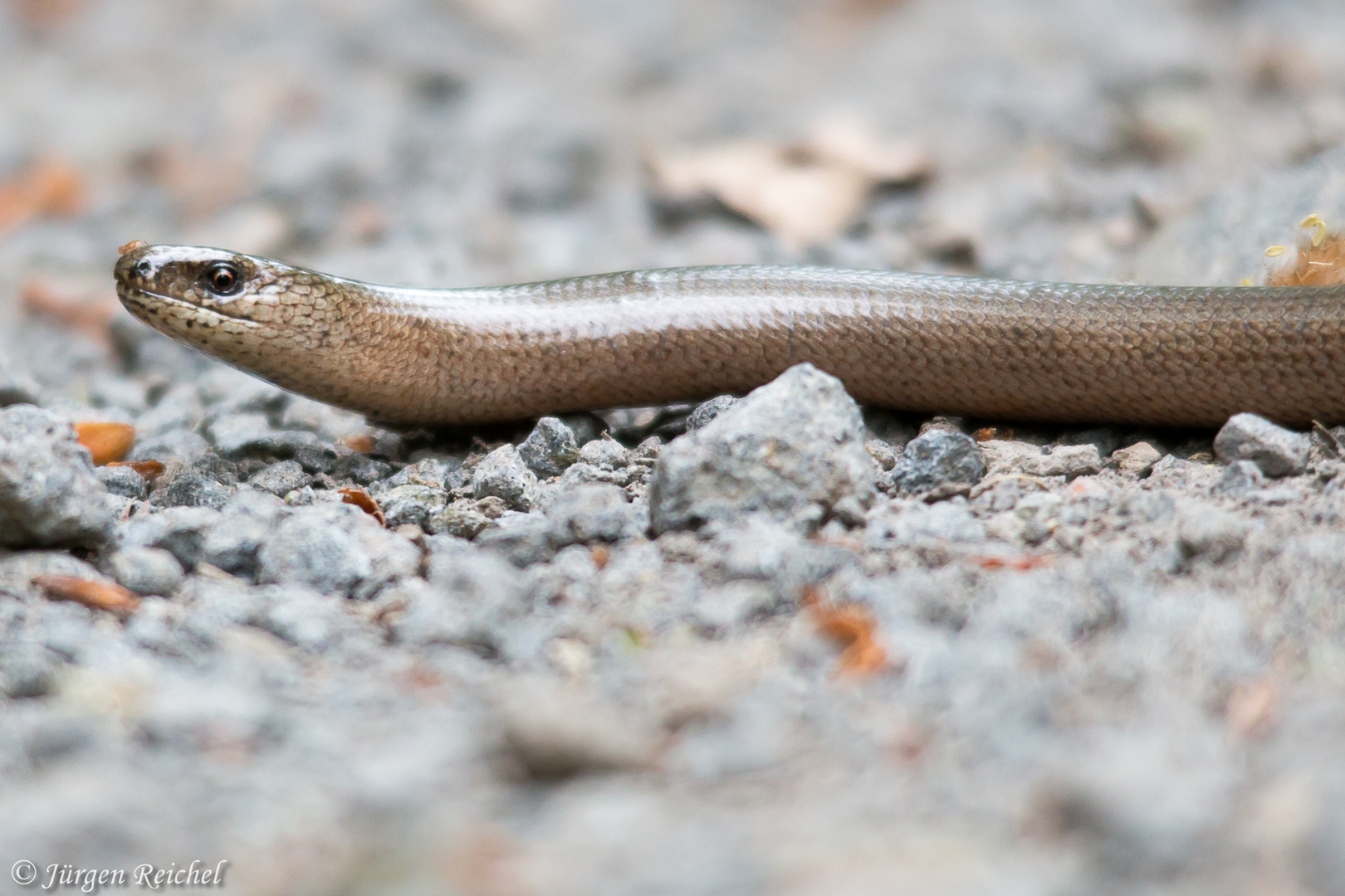 Blindschleiche_ Foto & Bild | natur, tiere, wildlife Bilder auf fotocommunity