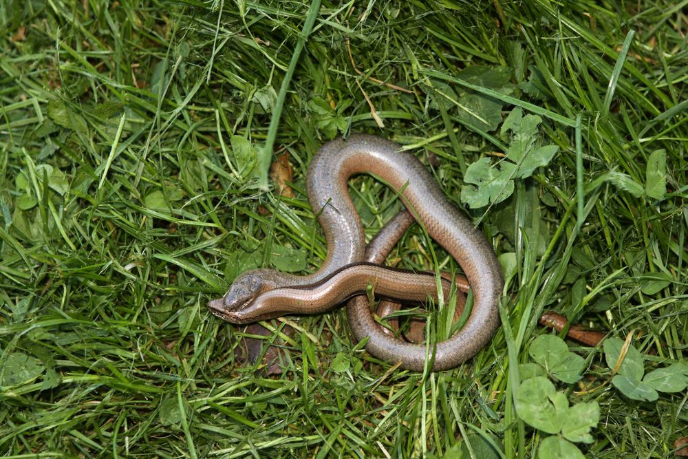 Blindschleiche bei der Paarung