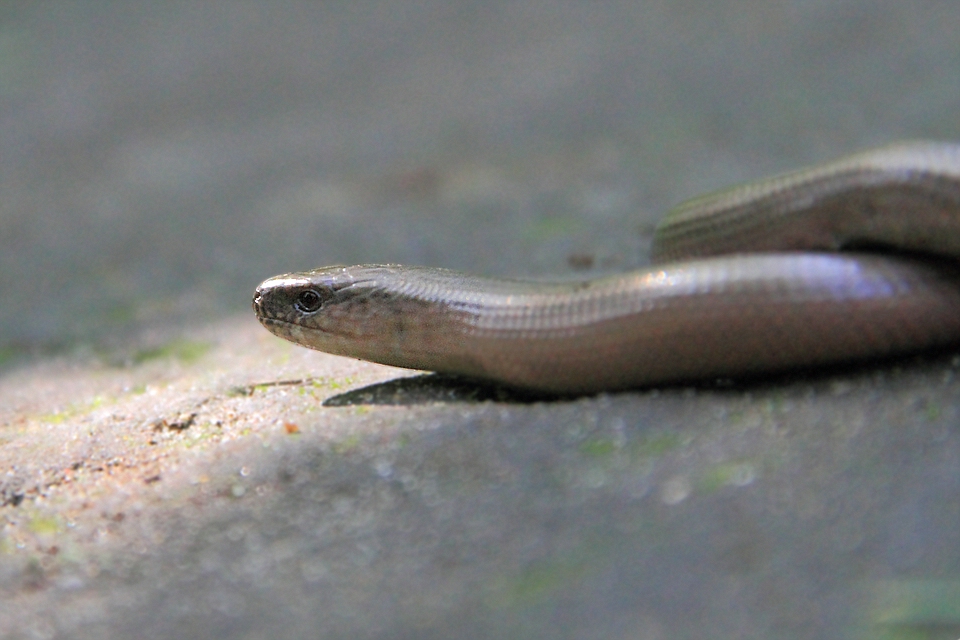 Blindschleiche beim Sonnenbad