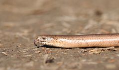 Blindschleiche im Frühjahr 2012 um Zierenberg Hessen