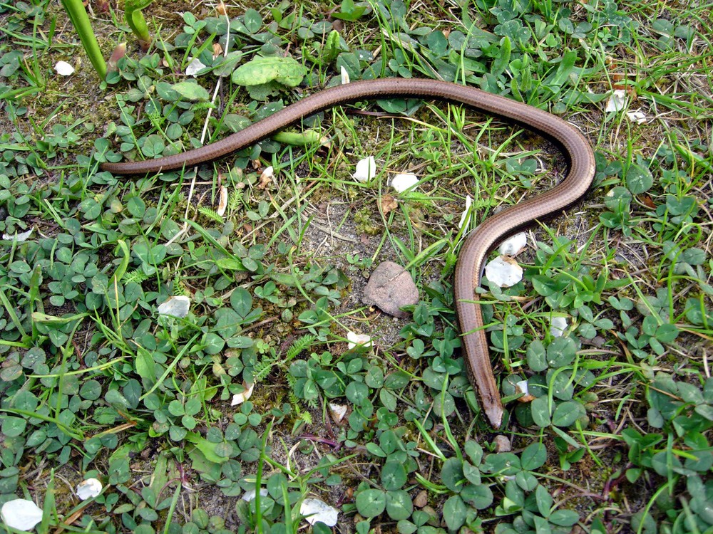 Blindschleiche im Garten