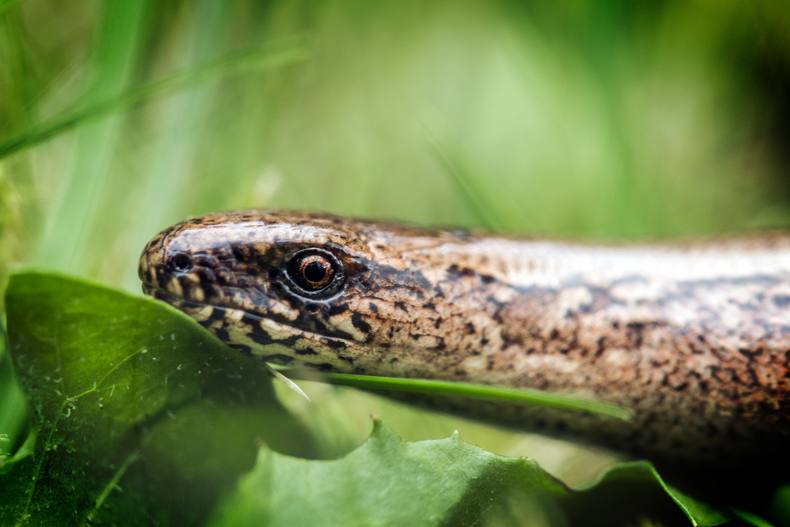Blindschleiche Im Garten Foto Bild Tiere Natur Wildlife