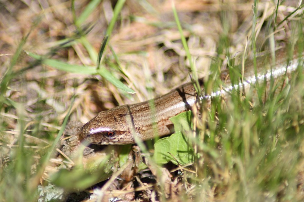 Blindschleiche Im Garten Foto Bild Natur Makros Natur Kreativ