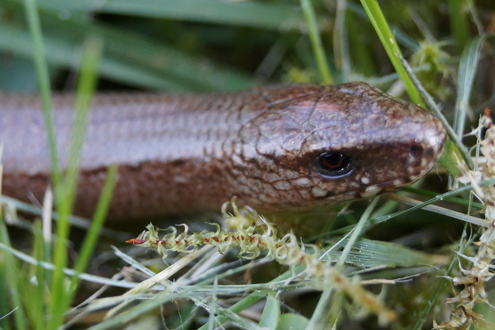 Blindschleiche im Garten