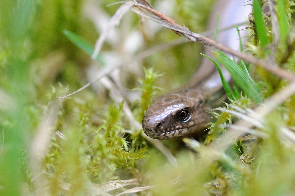 Blindschleiche im Moos