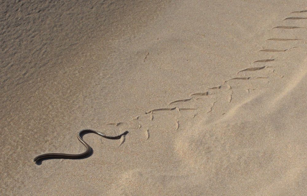 Blindschleiche im Sand der Wanderdüne RÅBJERG MILE .