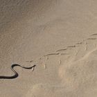 Blindschleiche im Sand der Wanderdüne RÅBJERG MILE .