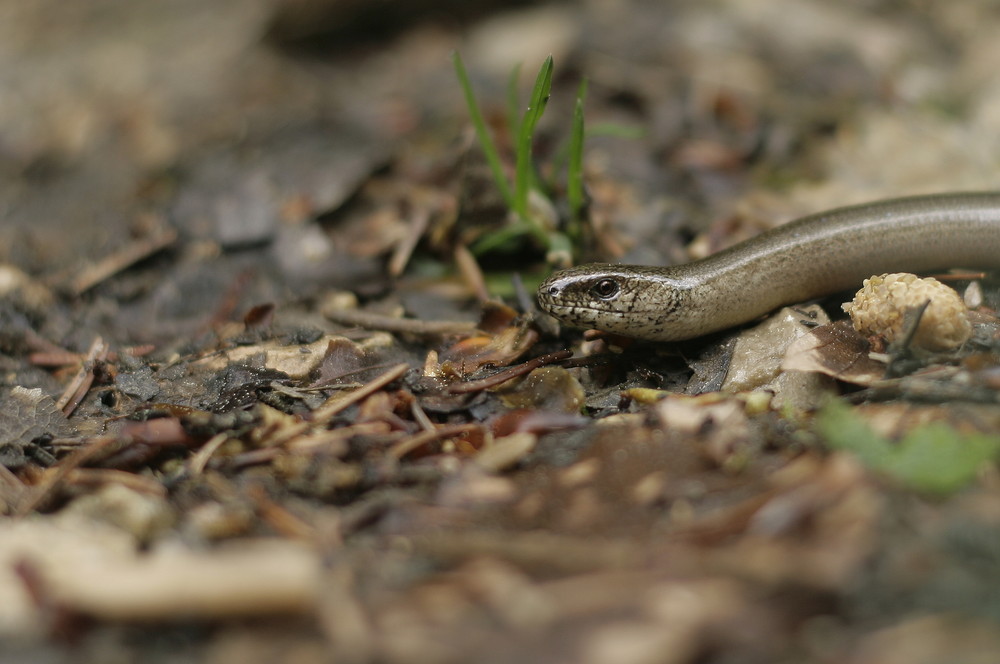 Blindschleiche im Wald