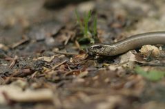 Blindschleiche im Wald