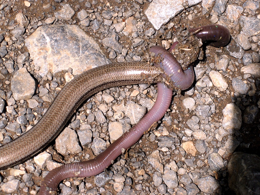 Blindschleiche kämpft mit riesigem Wurm