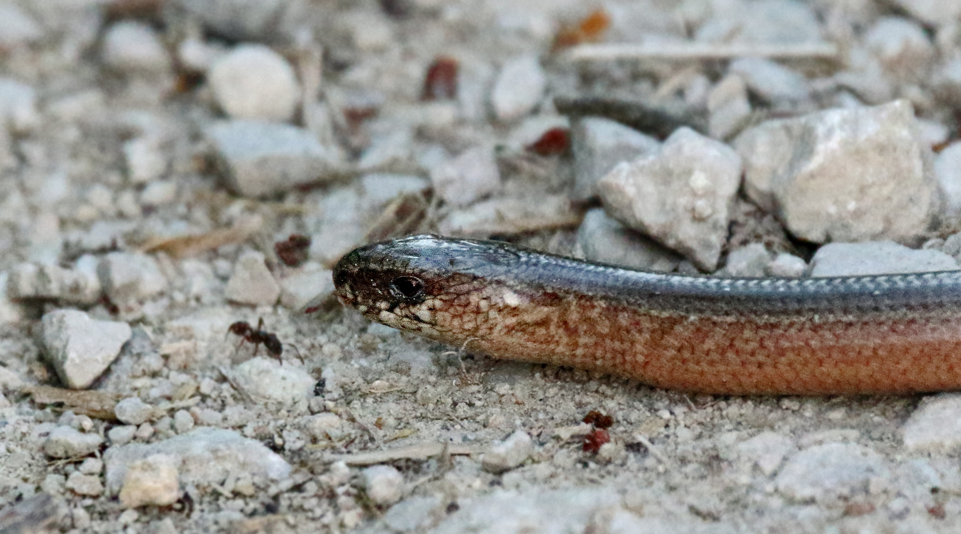 "BLINDSCHLEICHE" - leider nur Dokumaterial (ISO 6400)