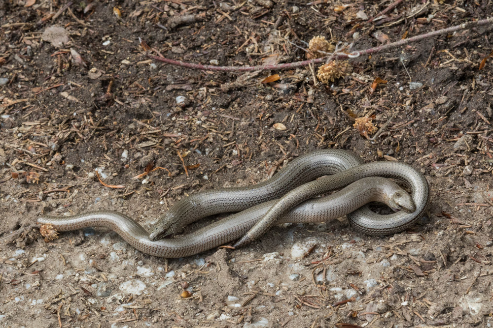 Blindschleiche Paarung(svorspiel)