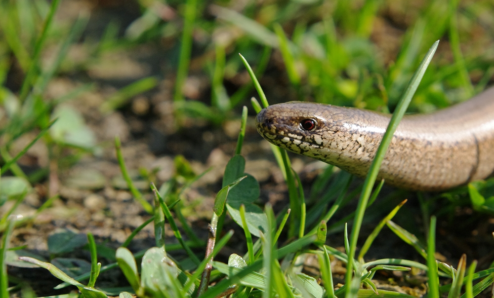 Blindschleiche, Portrait