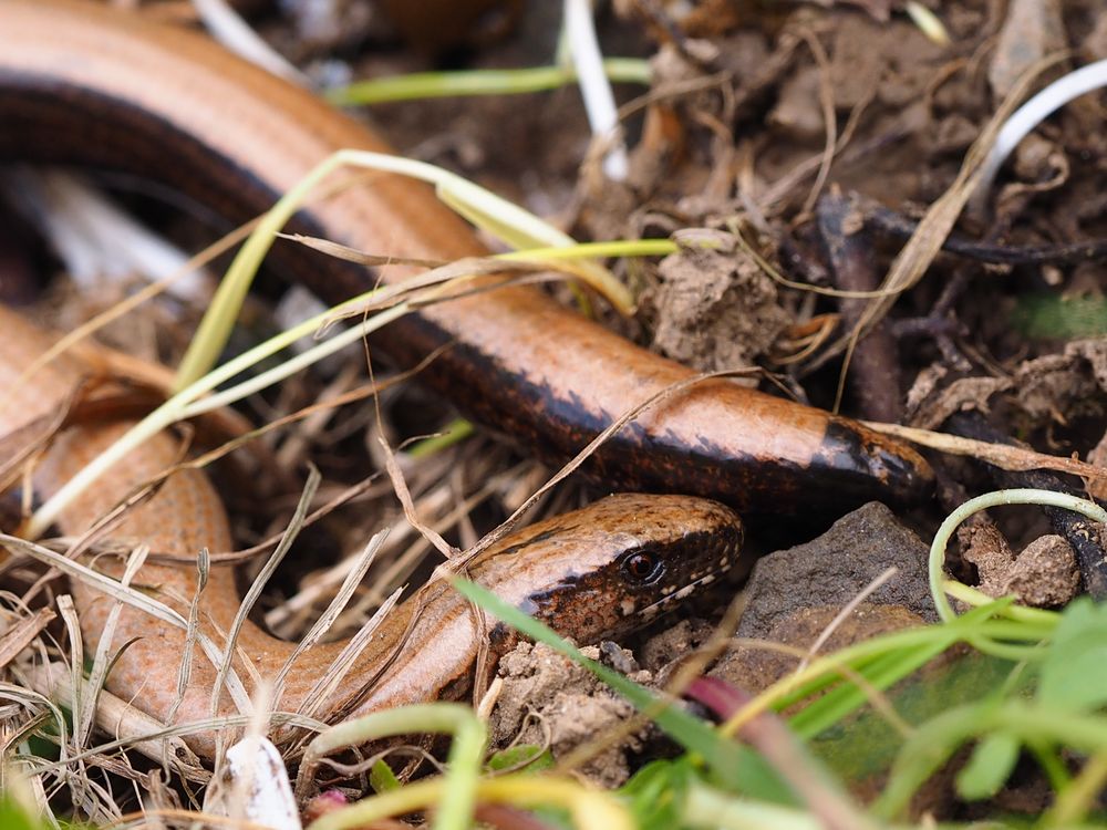 Blindschleiche Vorderende mit Auge und Hinterende 