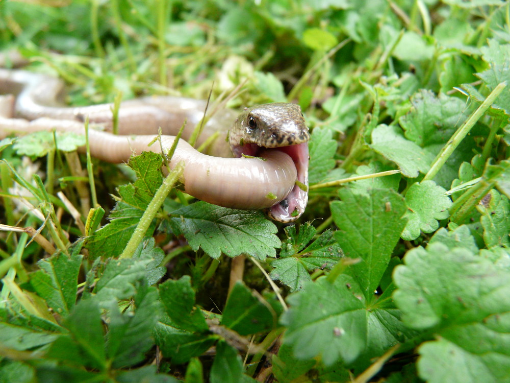 Blindschleiche vs. Regenwurm