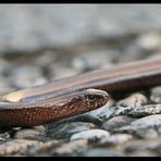 Blindschleichen-Portrait