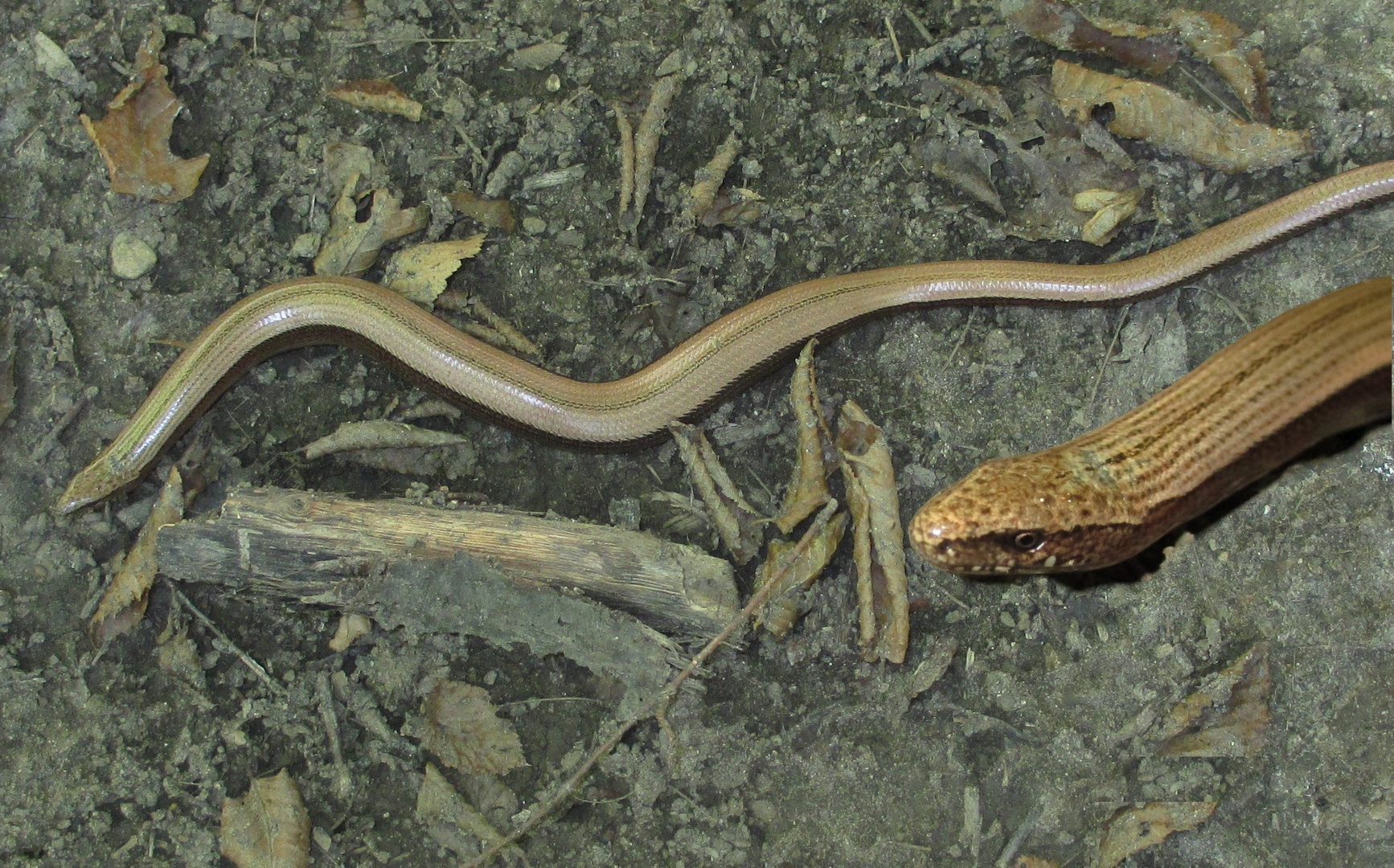 Blindschleichen-Weibchen, Anguis fragilis