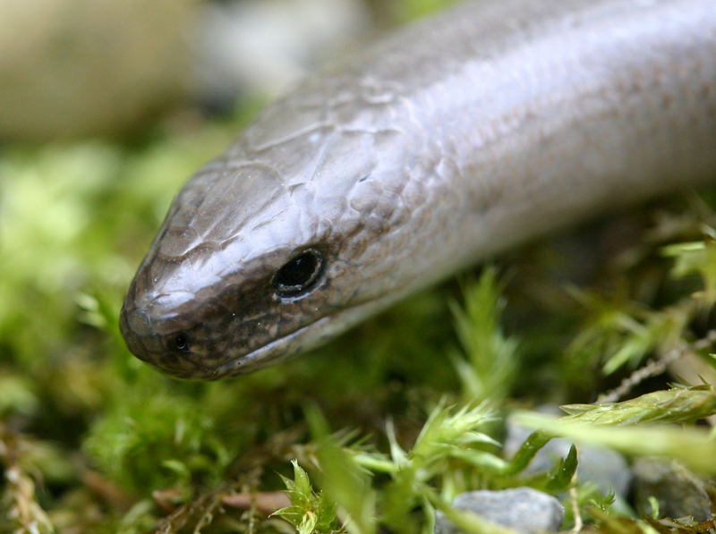 blindworm - Blindschleiche - Anguis fragilis