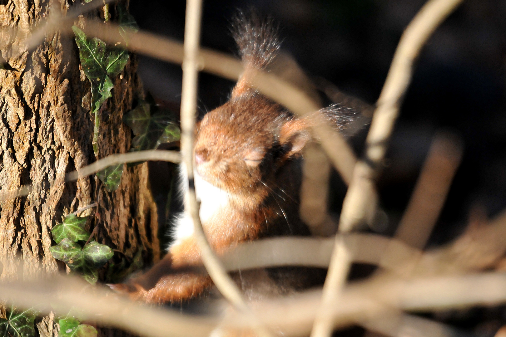 Blinzelhörnchen