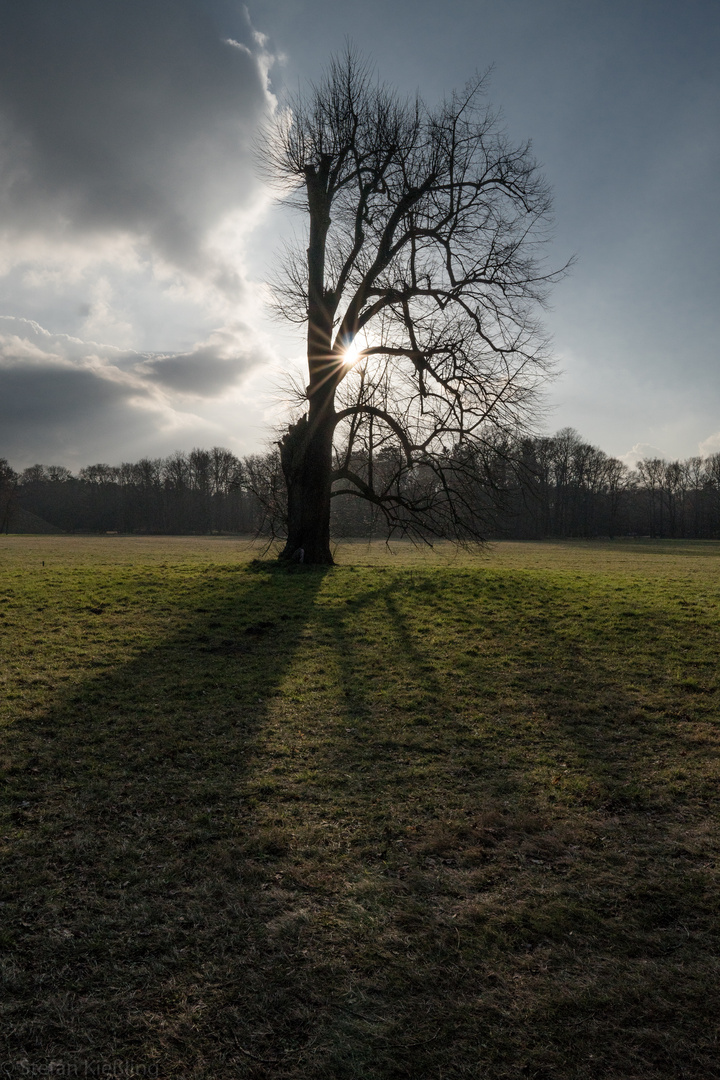 Blinzelnder Baum