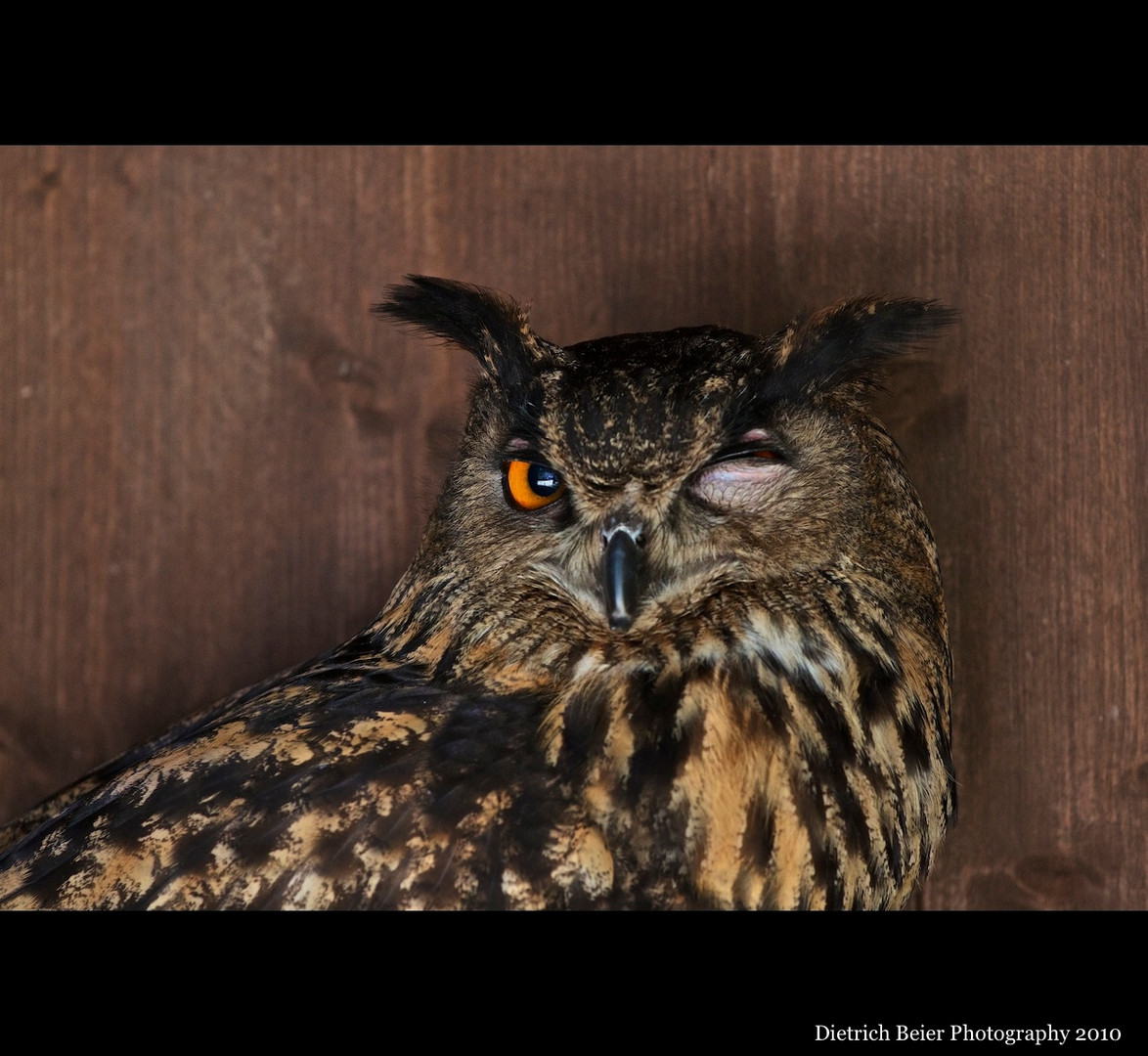 Blinzelnder Vogel Oder: Bist Du sicher dass DIESES Objektiv richtig ist...